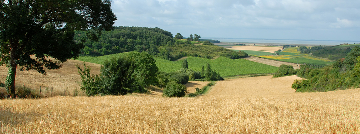 La campagne aux alentours de Barzan © Franck Prével