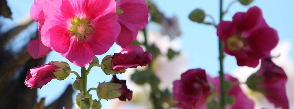 Rose trémière, fleur emblématique de notre territoire © Franck Prével