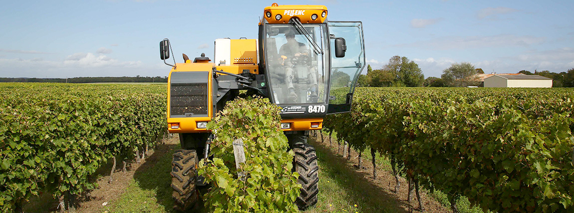 Les vendanges à Grézac © Franck Prével